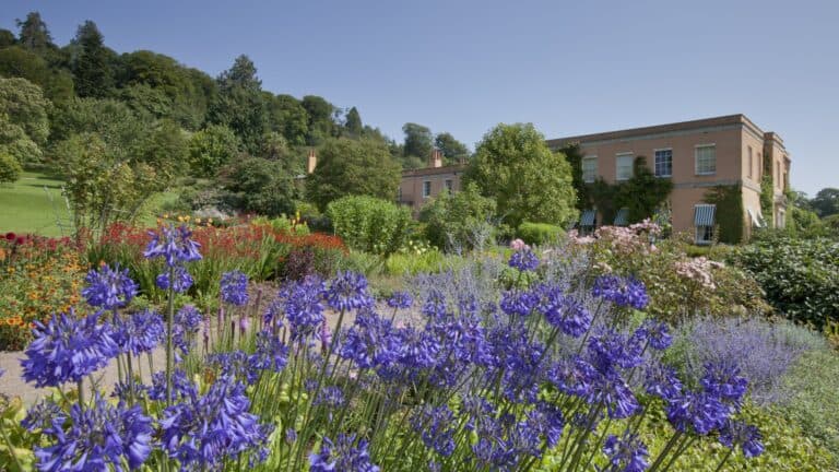 A landscape image of the Agapanthus gardens at Killerton House Devon Nearby The Five Bells Inn, Clyst Hydon.